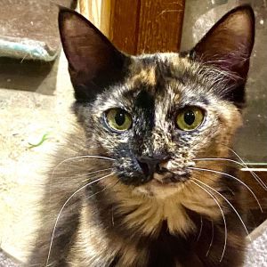 Maui, Adult Female Domestic Long Hair