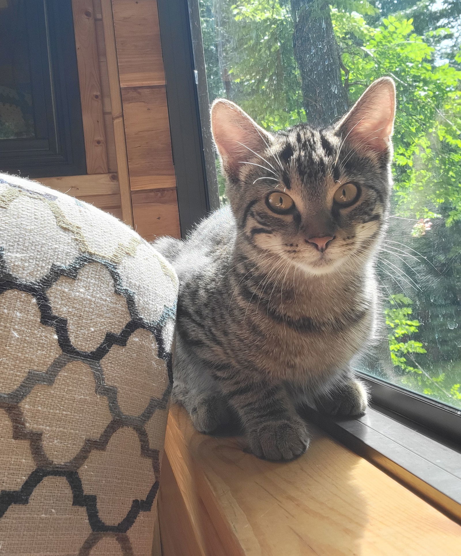 Juniper, an adoptable Tabby, Domestic Short Hair in Traverse City, MI, 49686 | Photo Image 2