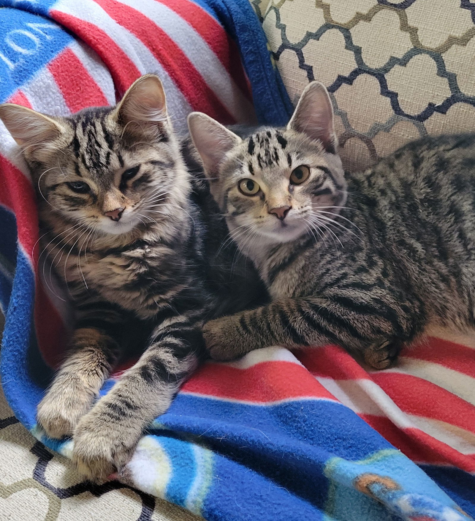 Juniper, an adoptable Tabby, Domestic Short Hair in Traverse City, MI, 49686 | Photo Image 3