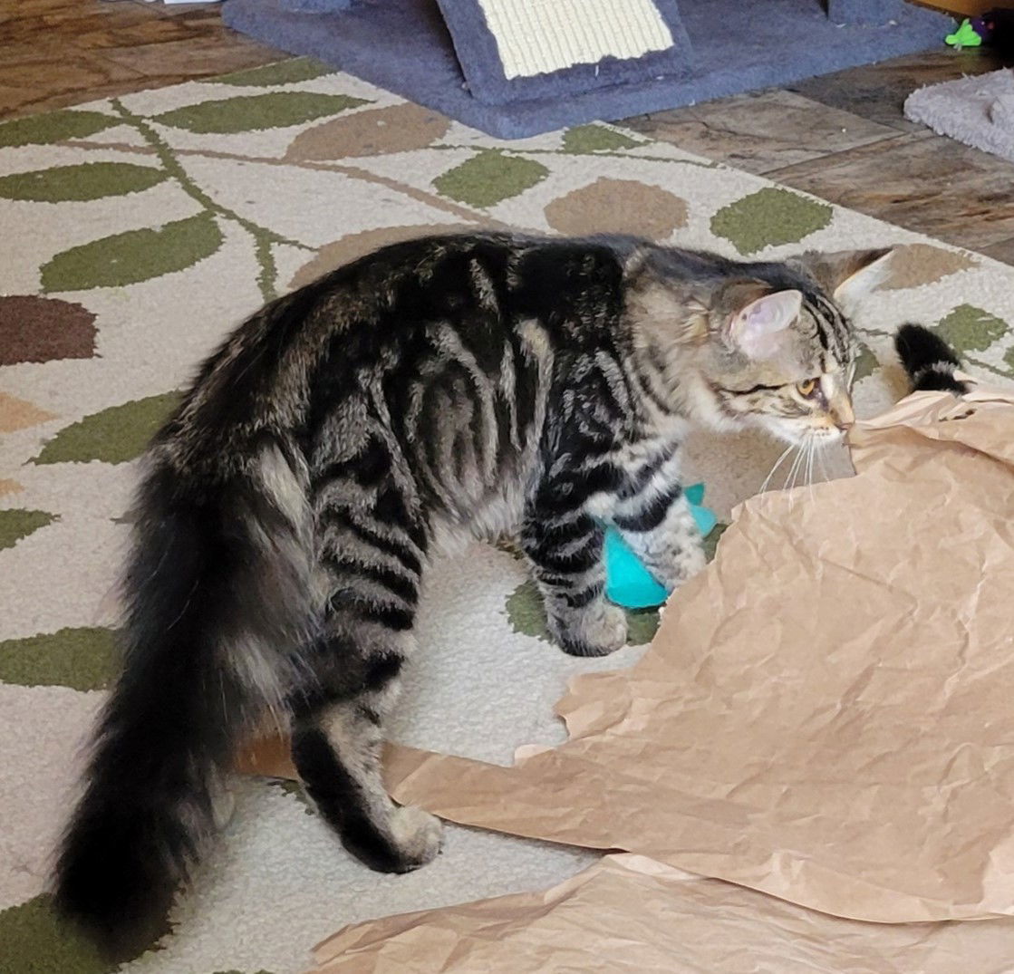 Violet, an adoptable Tabby, Domestic Long Hair in Traverse City, MI, 49686 | Photo Image 2