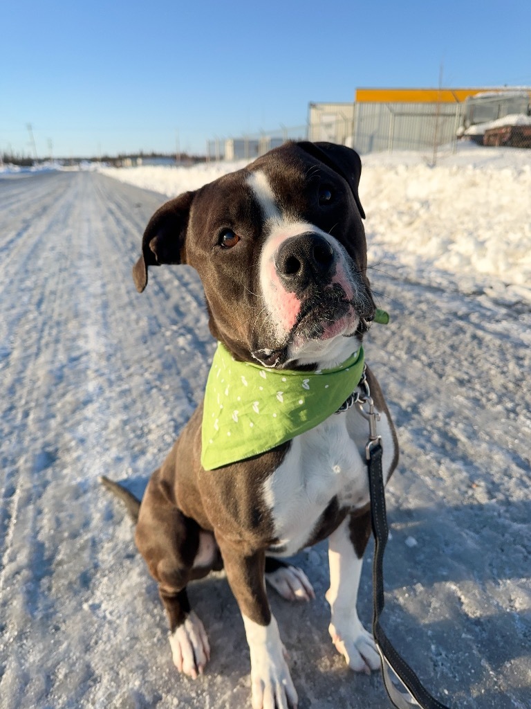 Duke, an adoptable American Staffordshire Terrier, American Bulldog in Yellowknife, NT, X1A 2W5 | Photo Image 1