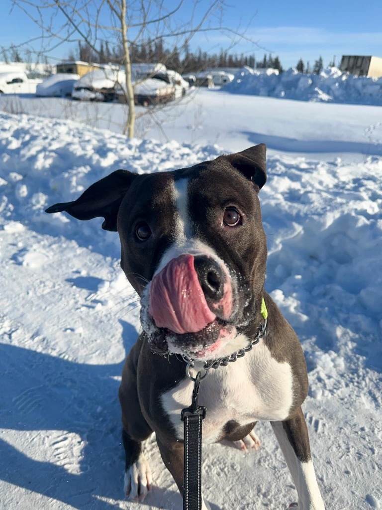 Duke, an adoptable American Staffordshire Terrier, American Bulldog in Yellowknife, NT, X1A 2W5 | Photo Image 3