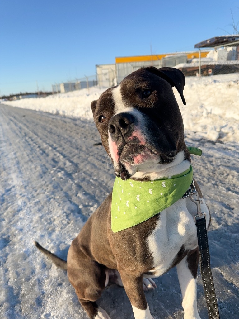 Duke, an adoptable American Staffordshire Terrier, American Bulldog in Yellowknife, NT, X1A 2W5 | Photo Image 4