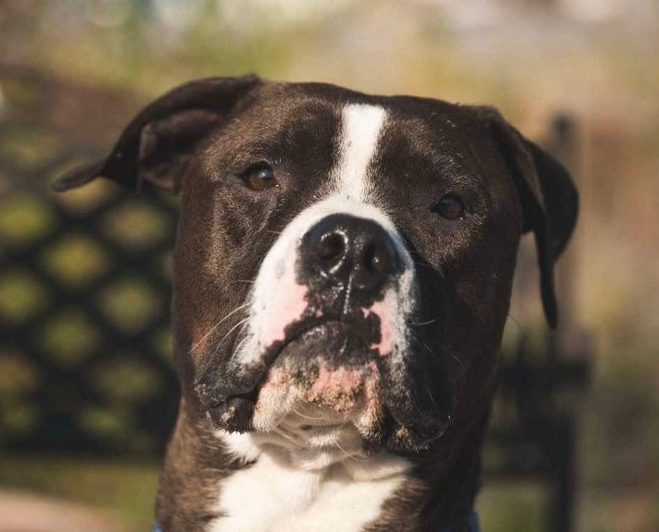 Duke, an adoptable American Staffordshire Terrier, American Bulldog in Yellowknife, NT, X1A 2W5 | Photo Image 5