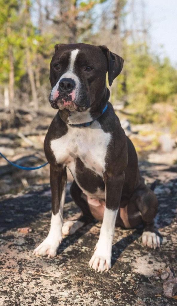 Duke, an adoptable American Staffordshire Terrier, American Bulldog in Yellowknife, NT, X1A 2W5 | Photo Image 6