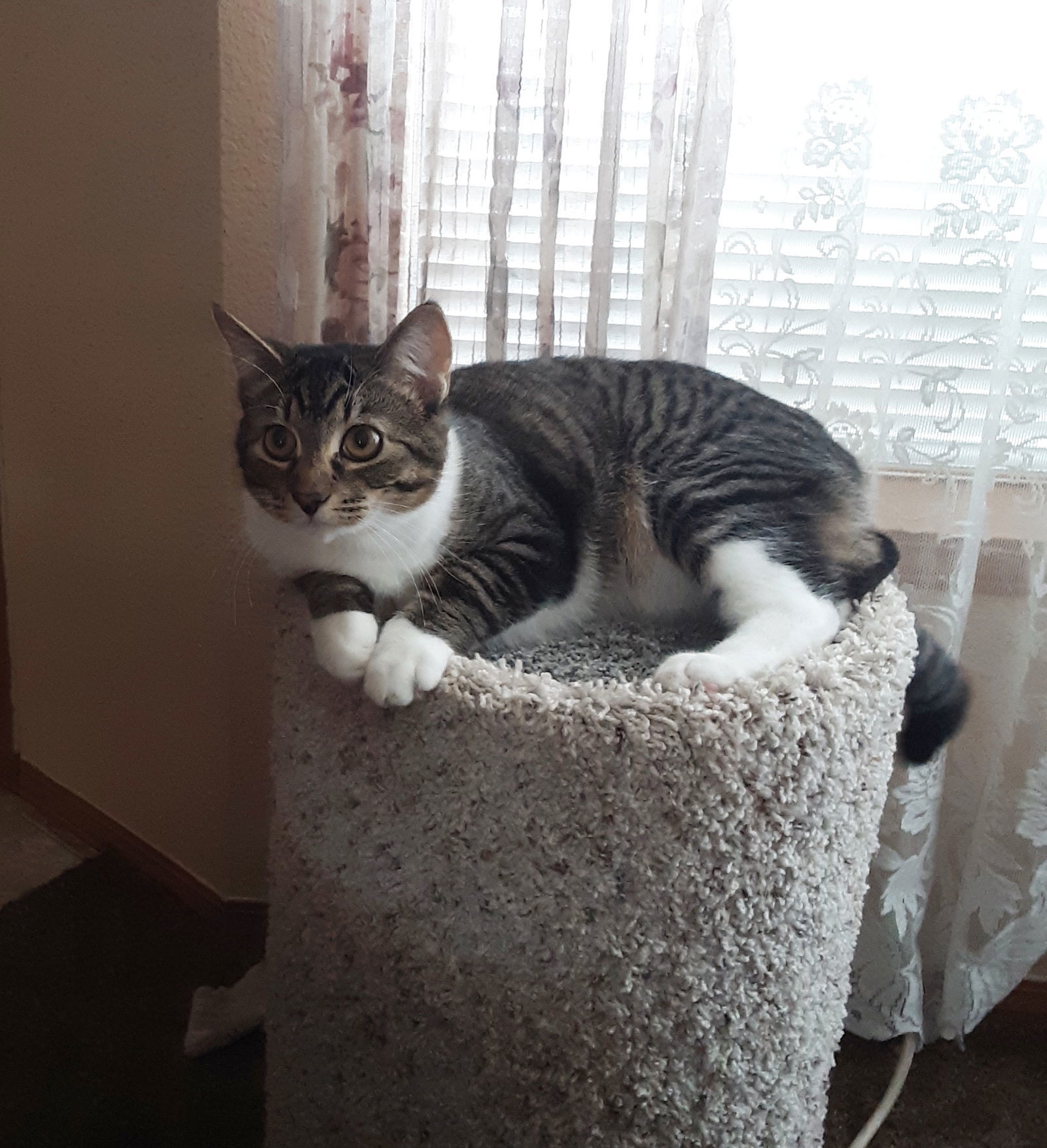 MIA - Offered by Owner - Looking 4 a Single Cat?, an adoptable Domestic Short Hair, Tabby in Hillsboro, OR, 97123 | Photo Image 2