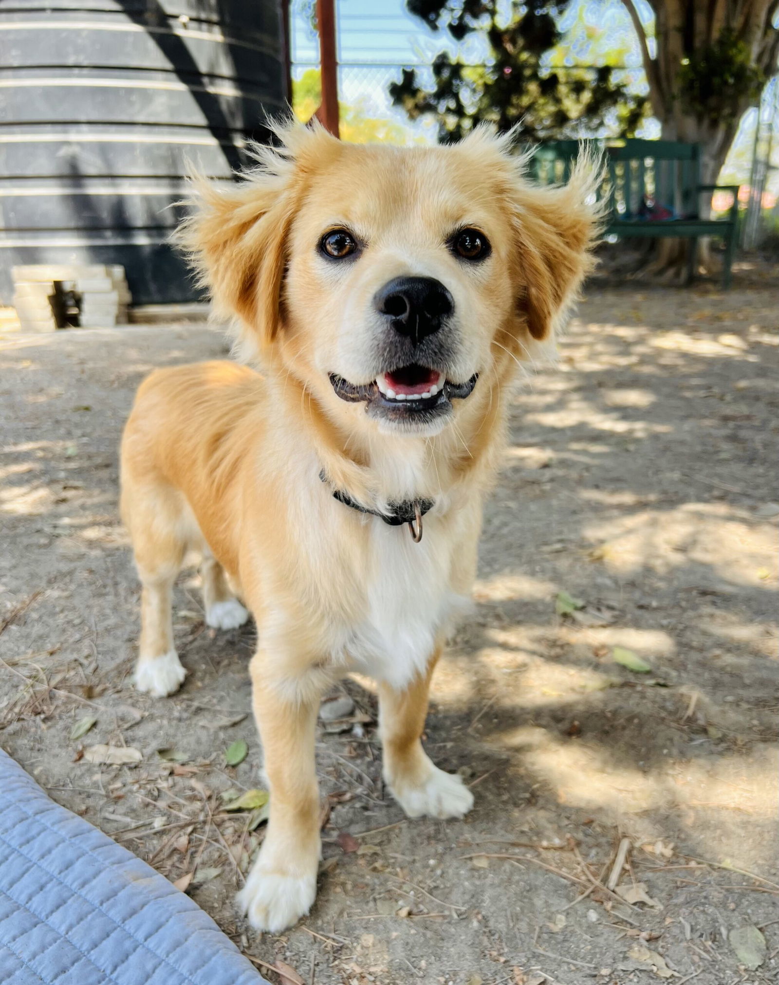 Fred, an adoptable Havanese, Chihuahua in Seal Beach, CA, 90740 | Photo Image 1