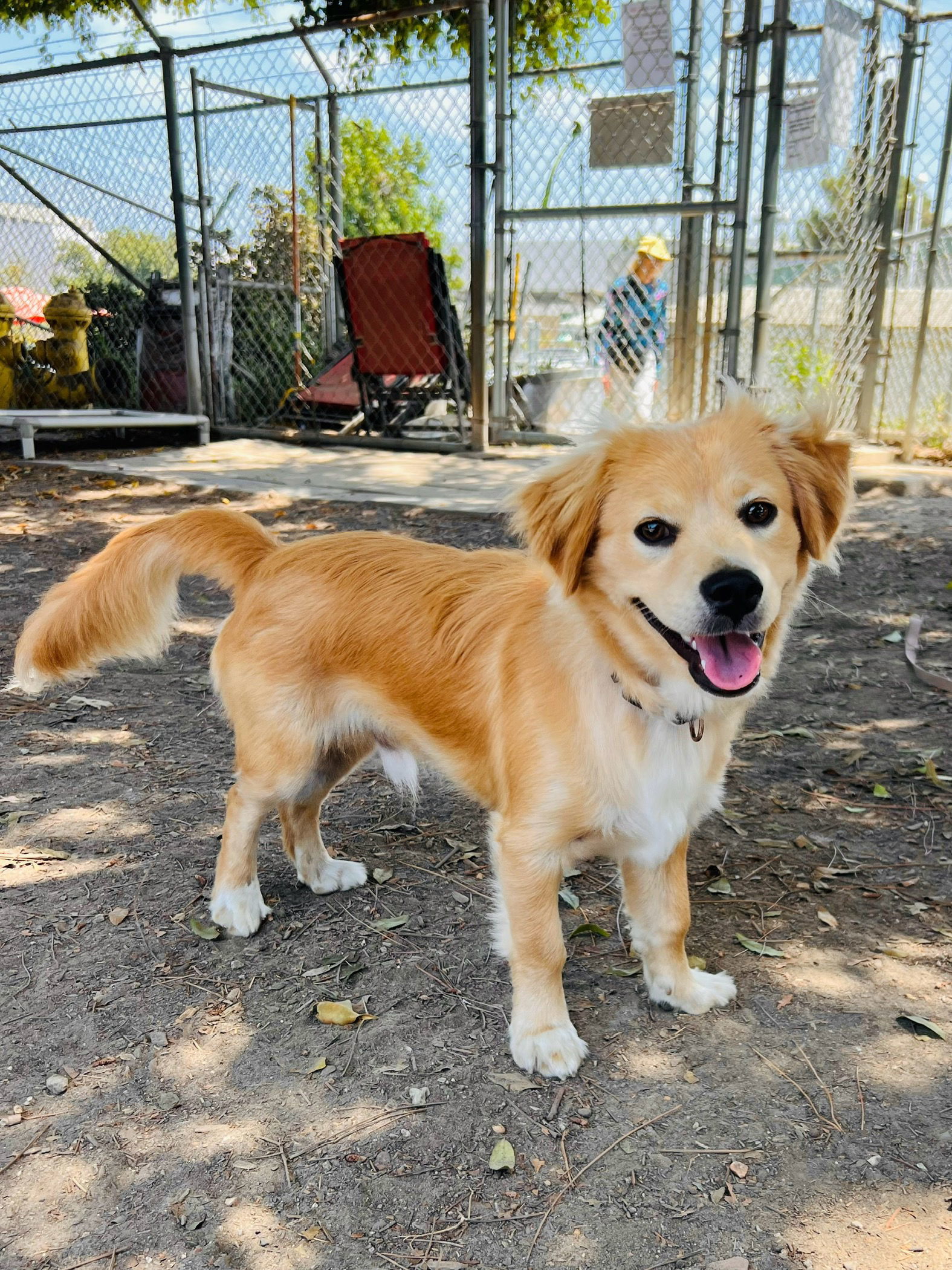 Fred, an adoptable Havanese, Chihuahua in Seal Beach, CA, 90740 | Photo Image 2