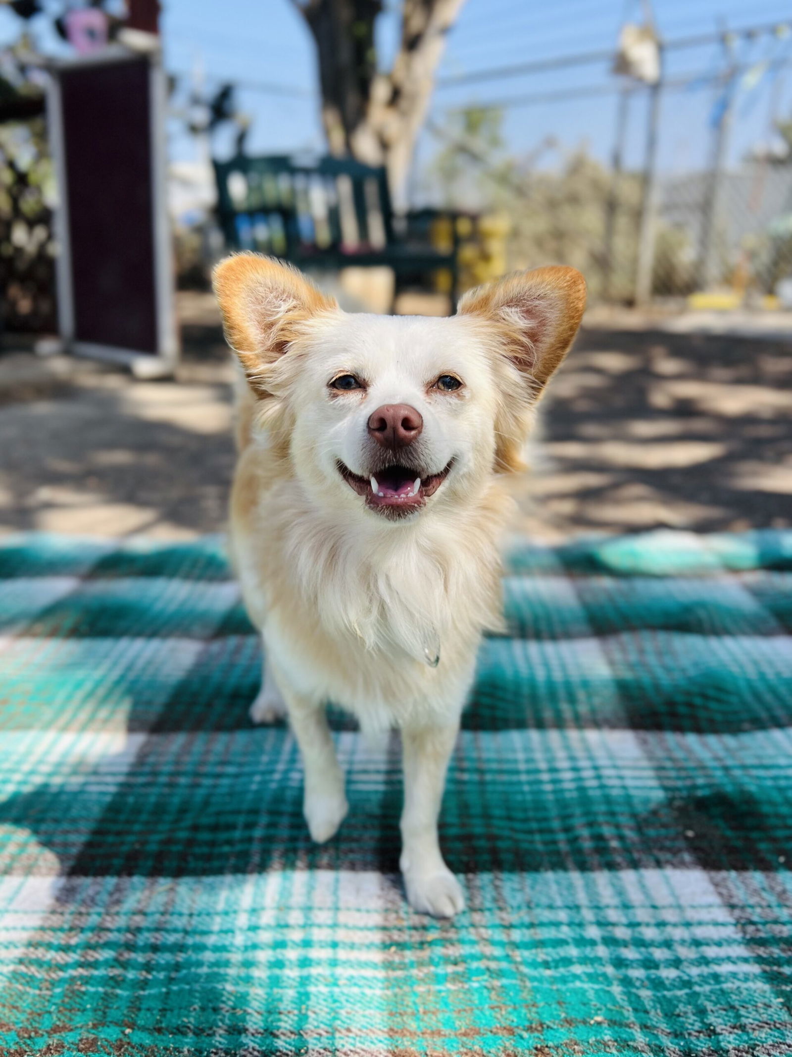 Randy, an adoptable Havanese, Chihuahua in Seal Beach, CA, 90740 | Photo Image 1