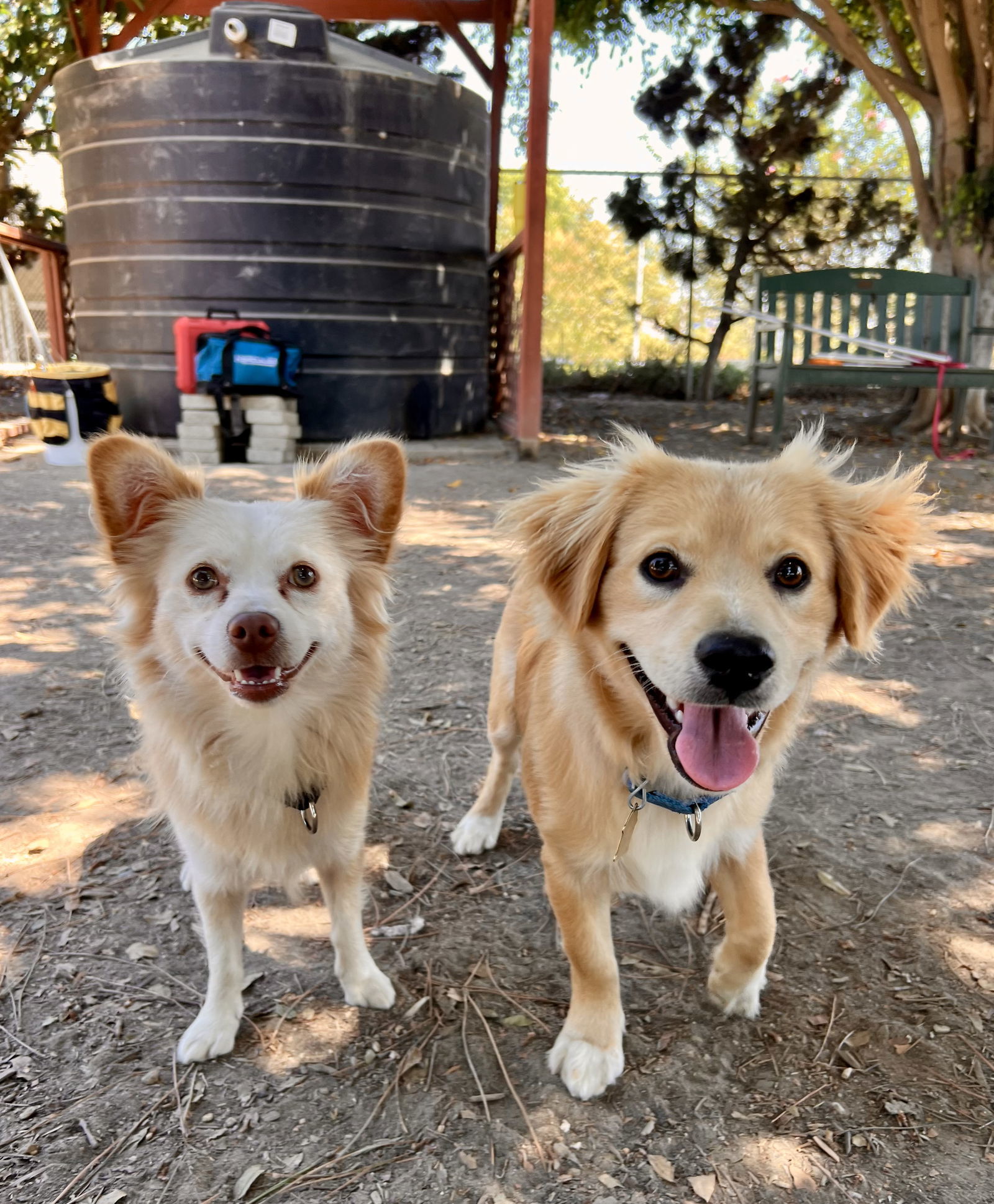 Randy, an adoptable Havanese, Chihuahua in Seal Beach, CA, 90740 | Photo Image 2