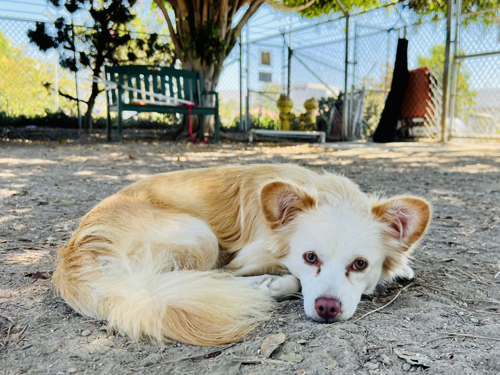 Randy, an adoptable Havanese, Chihuahua in Seal Beach, CA, 90740 | Photo Image 3