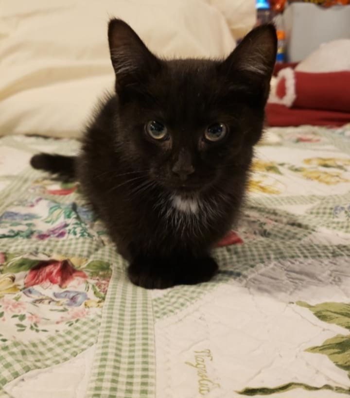 Bandit, an adoptable Domestic Short Hair in Gorham, ME, 04038 | Photo Image 2