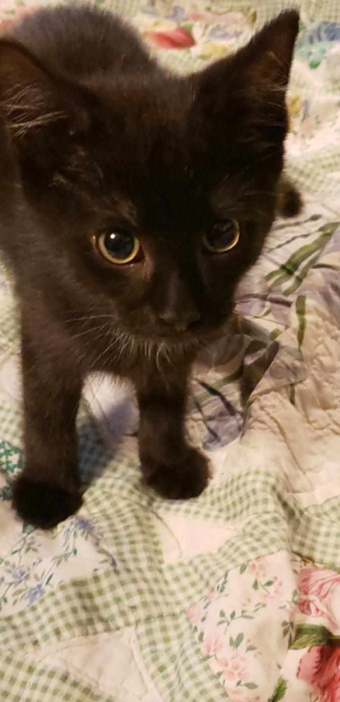 Bandit, an adoptable Domestic Short Hair in Gorham, ME, 04038 | Photo Image 4