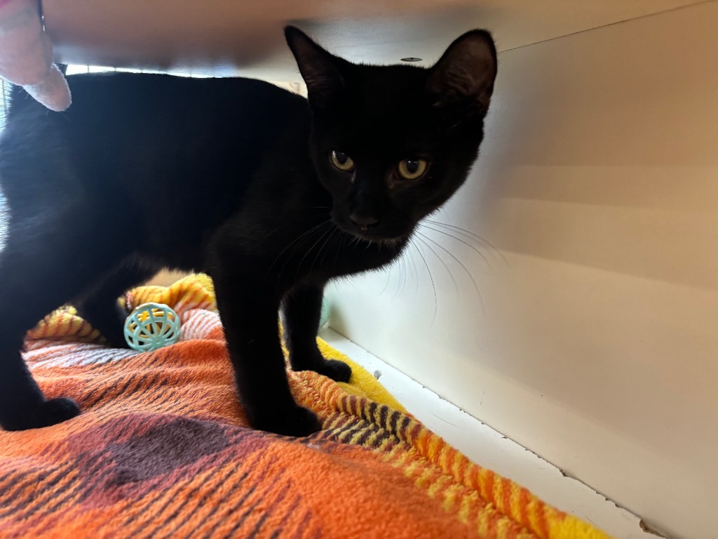 Bandit, an adoptable Domestic Short Hair in Gorham, ME, 04038 | Photo Image 6