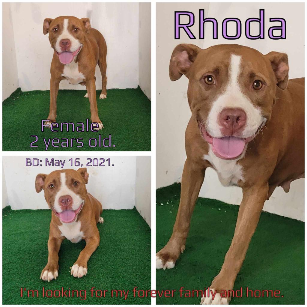 Rhoda