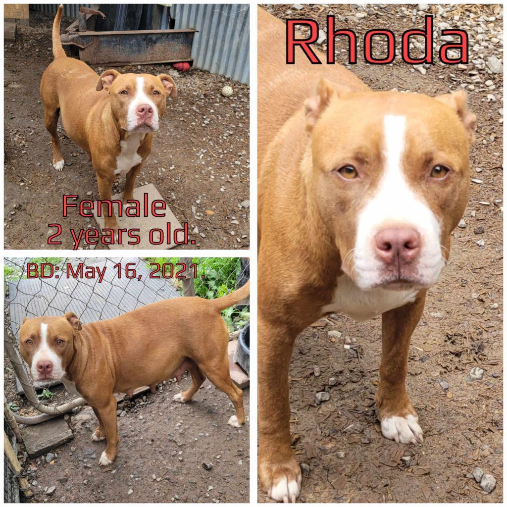 Rhoda