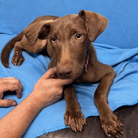 Olivia, an adoptable Chocolate Labrador Retriever in Wadena, MN, 56482 | Photo Image 1