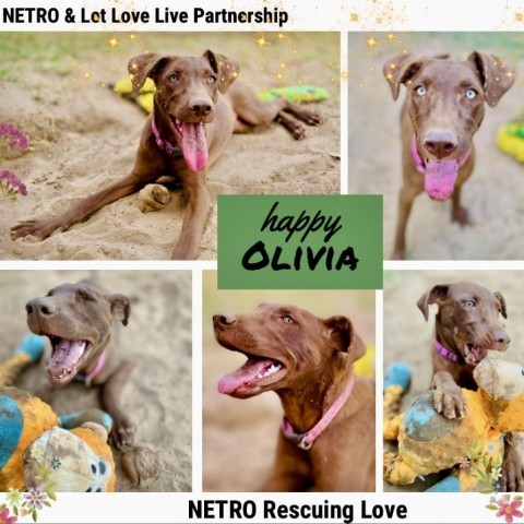 Olivia, an adoptable Chocolate Labrador Retriever in Wadena, MN, 56482 | Photo Image 2