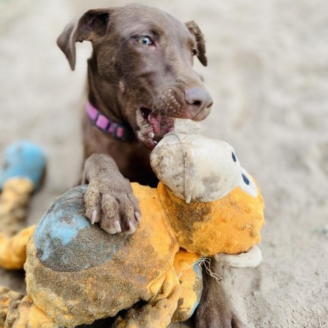 Olivia, an adoptable Chocolate Labrador Retriever in Wadena, MN, 56482 | Photo Image 3