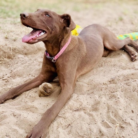 Olivia, an adoptable Chocolate Labrador Retriever in Wadena, MN, 56482 | Photo Image 4