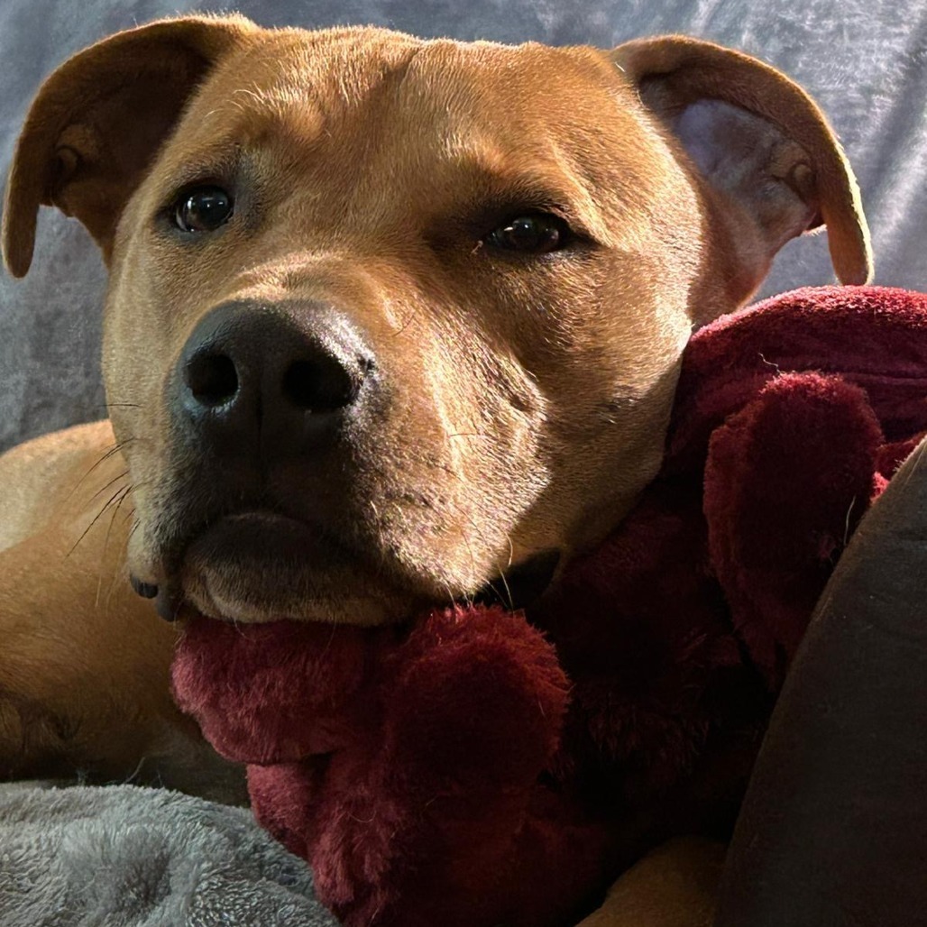 Flip, an adoptable Terrier in Wadena, MN, 56482 | Photo Image 1