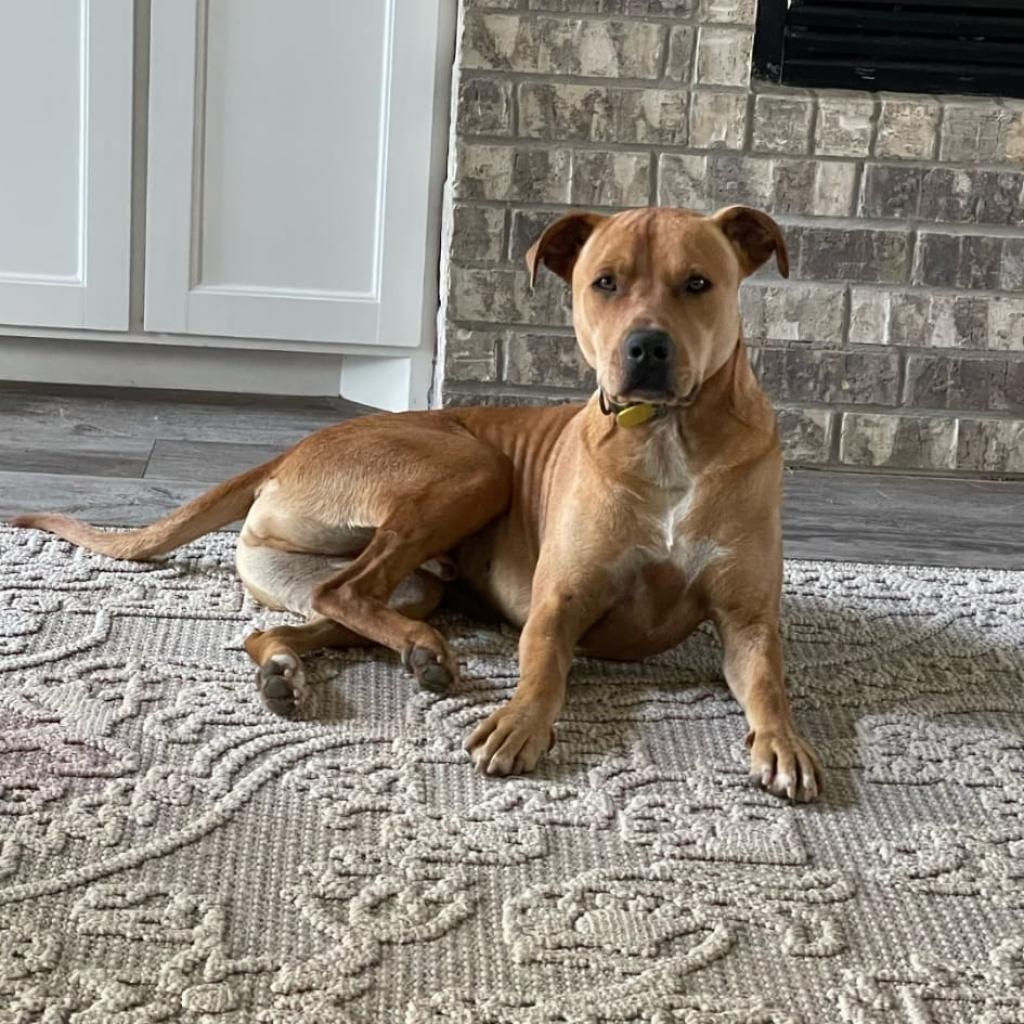 Flip, an adoptable Terrier in Wadena, MN, 56482 | Photo Image 2