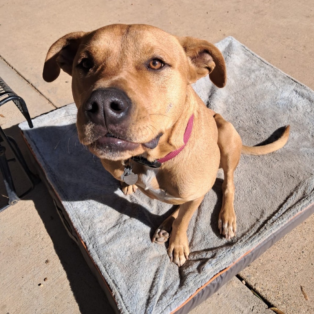 Flip, an adoptable Terrier in Wadena, MN, 56482 | Photo Image 3