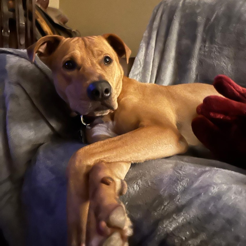 Flip, an adoptable Terrier in Wadena, MN, 56482 | Photo Image 4