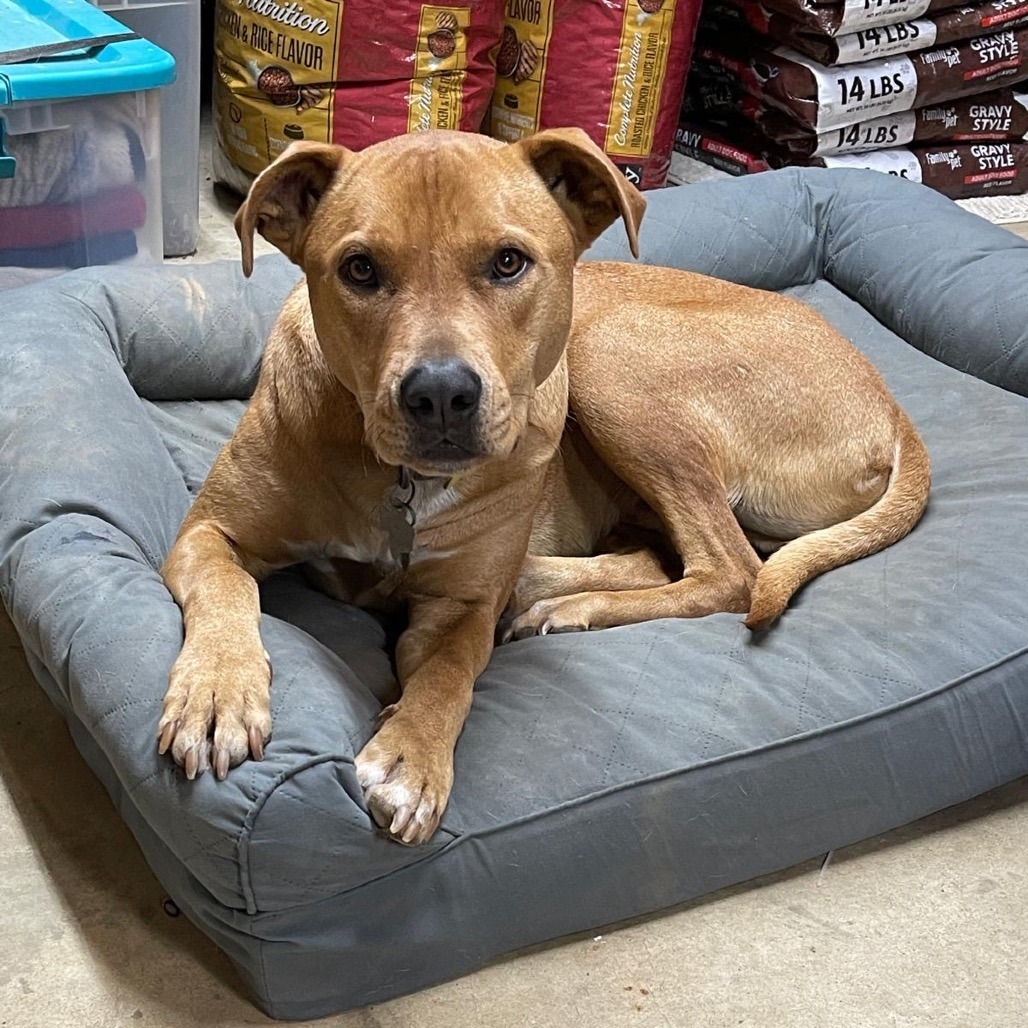 Flip, an adoptable Terrier in Wadena, MN, 56482 | Photo Image 5