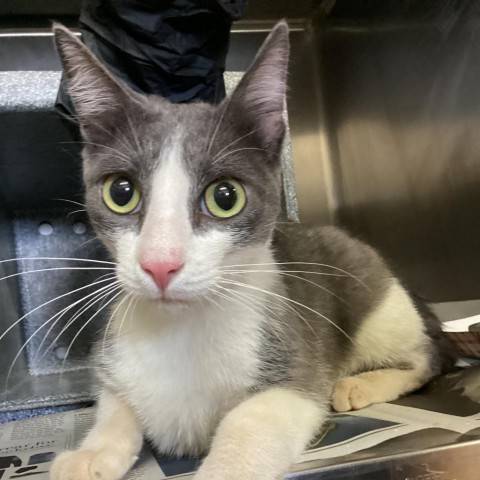 Will, an adoptable Domestic Short Hair in Abilene, TX, 79602 | Photo Image 1