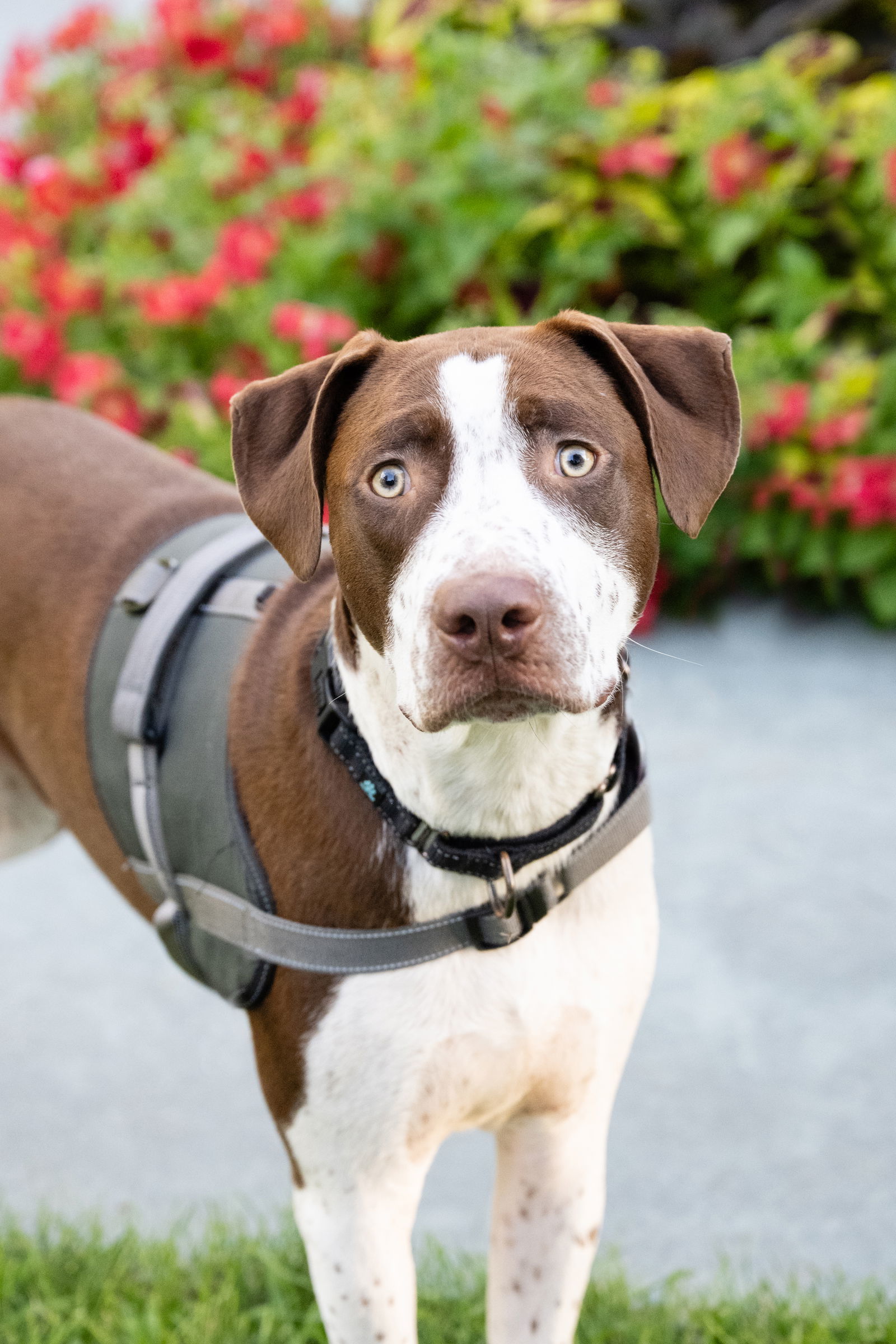 Huxley, an adoptable Pit Bull Terrier in Minneapolis, MN, 55412 | Photo Image 1