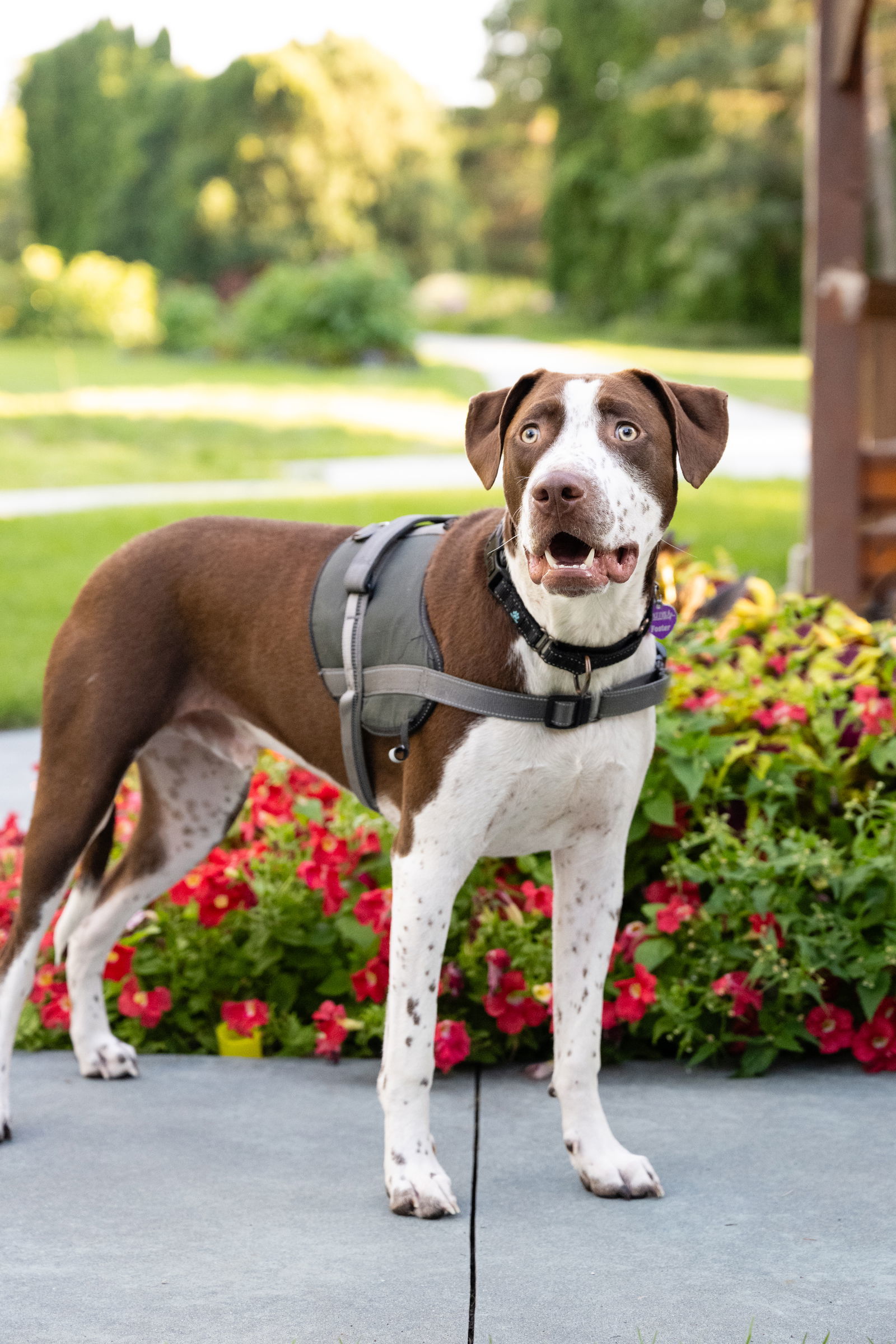 Huxley, an adoptable Pit Bull Terrier in Minneapolis, MN, 55412 | Photo Image 2