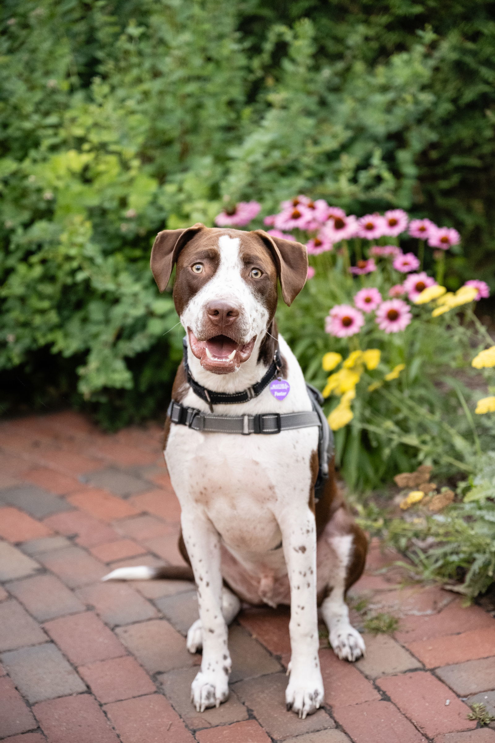 Huxley, an adoptable Pit Bull Terrier in Minneapolis, MN, 55412 | Photo Image 3