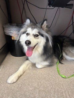 Booker A426286, an adoptable Samoyed in Petaluma, CA, 94955 | Photo Image 1