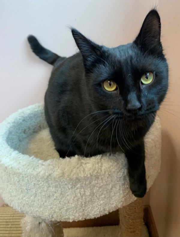 Lila, an adoptable Domestic Short Hair in Great Falls, MT, 59405 | Photo Image 1