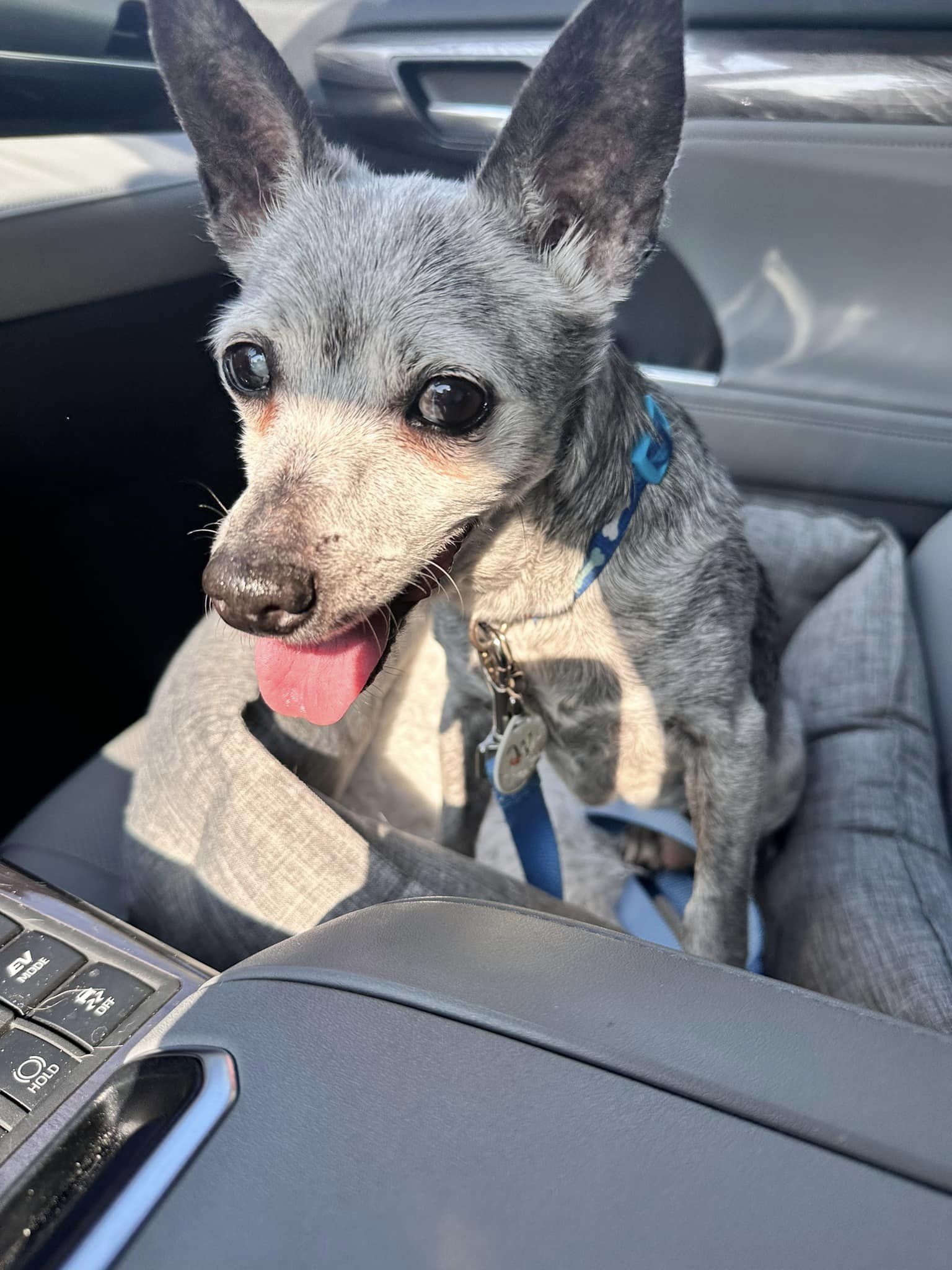 Paul, an adoptable Chihuahua in New London, WI, 54961 | Photo Image 1