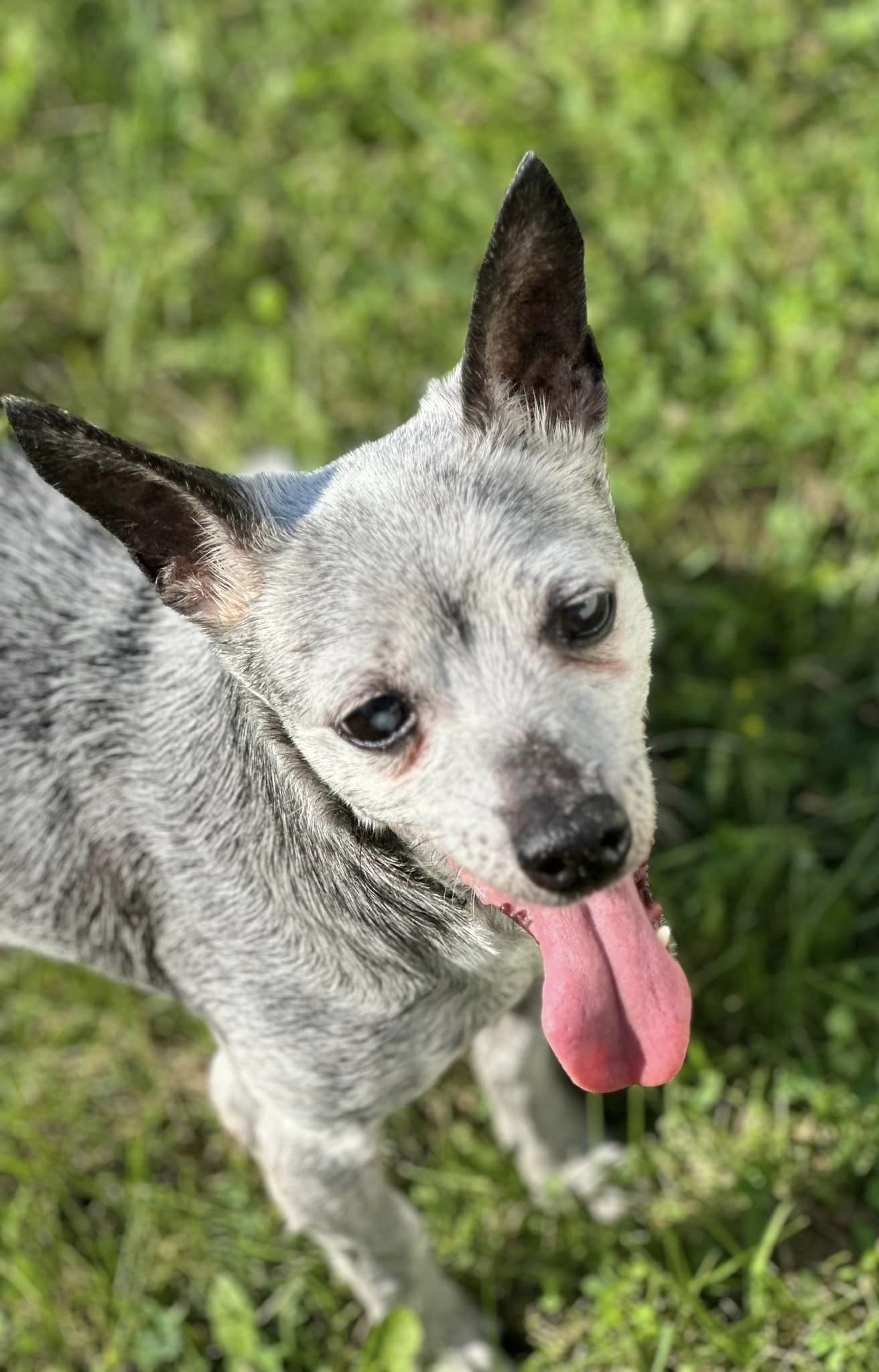 Paul, an adoptable Chihuahua in New London, WI, 54961 | Photo Image 3