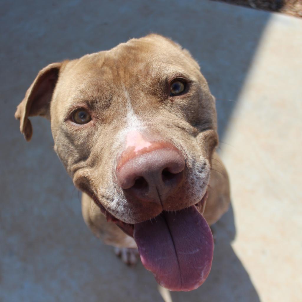 Shaka, an adoptable Pit Bull Terrier in Kingman, KS, 67068 | Photo Image 1