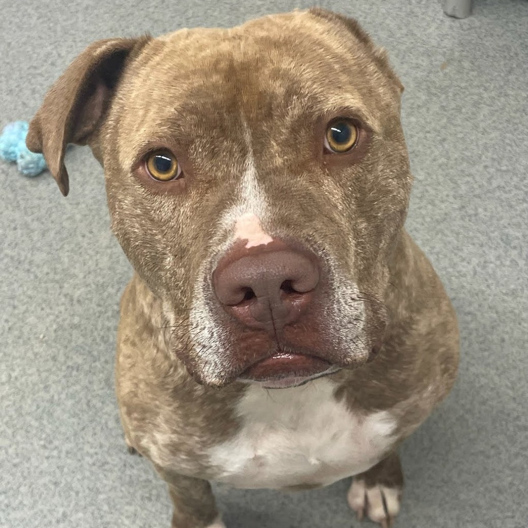 Shaka, an adoptable Pit Bull Terrier in Kingman, KS, 67068 | Photo Image 1