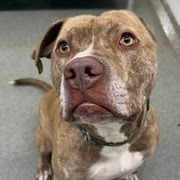 Shaka, an adoptable Pit Bull Terrier in Kingman, KS, 67068 | Photo Image 1