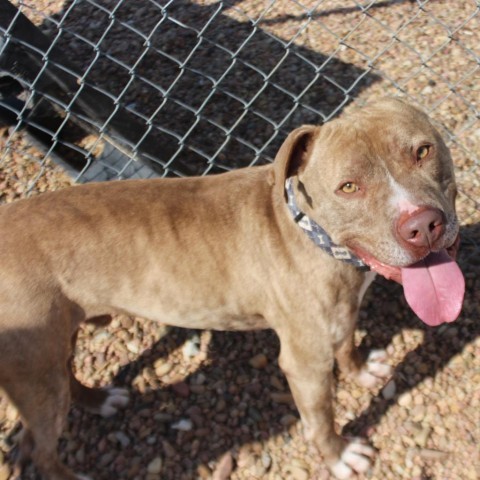 Shaka, an adoptable Pit Bull Terrier in Kingman, KS, 67068 | Photo Image 2