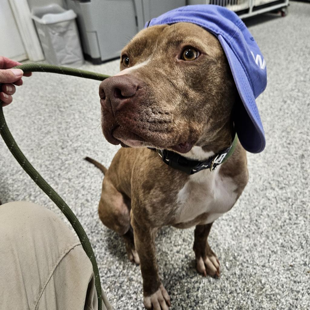 Shaka, an adoptable Pit Bull Terrier in Kingman, KS, 67068 | Photo Image 2
