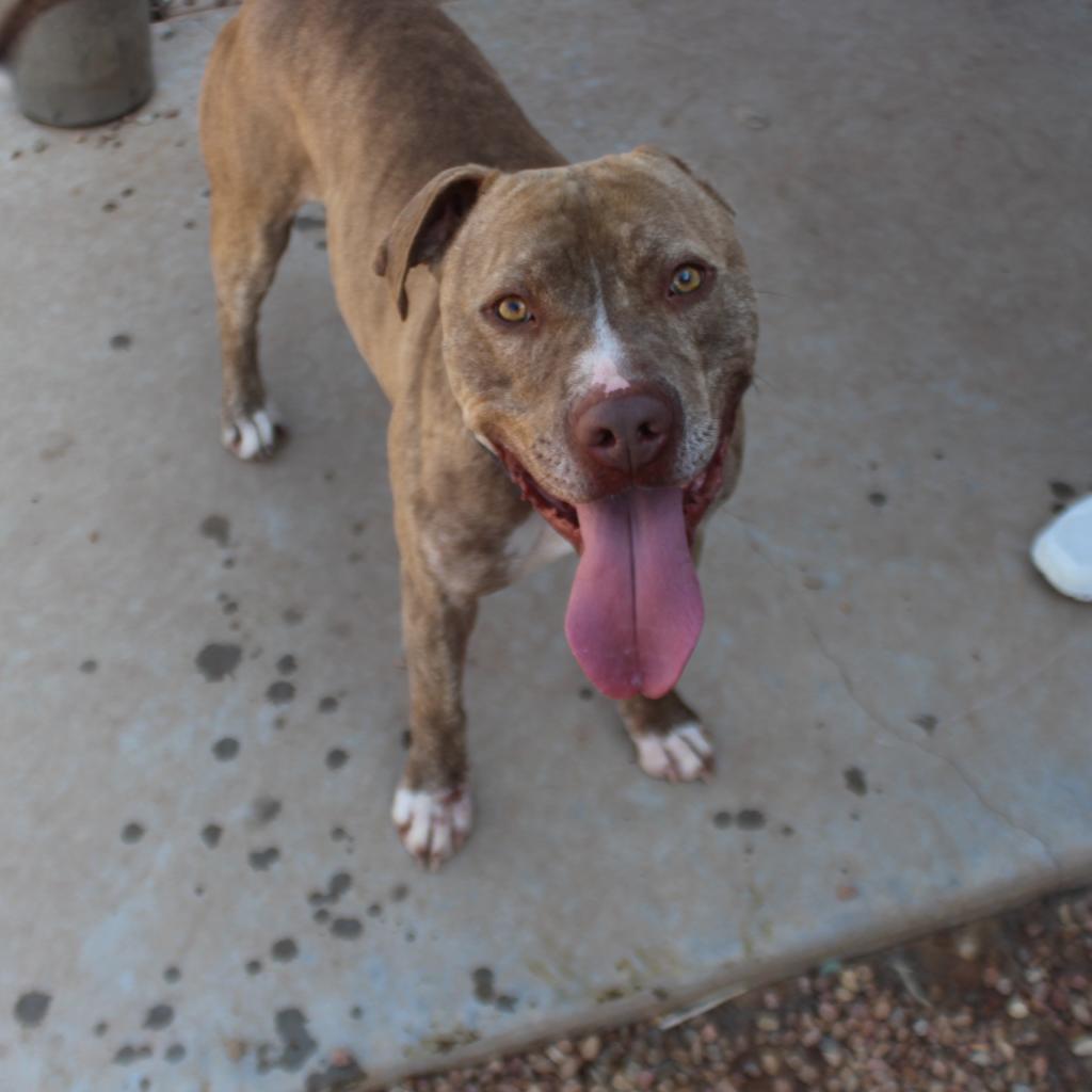 Shaka, an adoptable Pit Bull Terrier in Kingman, KS, 67068 | Photo Image 4