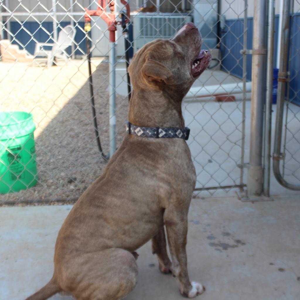 Shaka, an adoptable Pit Bull Terrier in Kingman, KS, 67068 | Photo Image 5