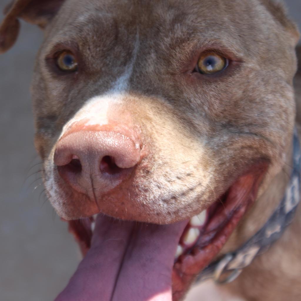 Shaka, an adoptable Pit Bull Terrier in Kingman, KS, 67068 | Photo Image 6