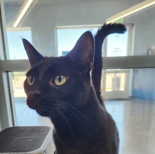 Blackbird*, an adoptable Domestic Short Hair in Kingman, AZ, 86401 | Photo Image 1