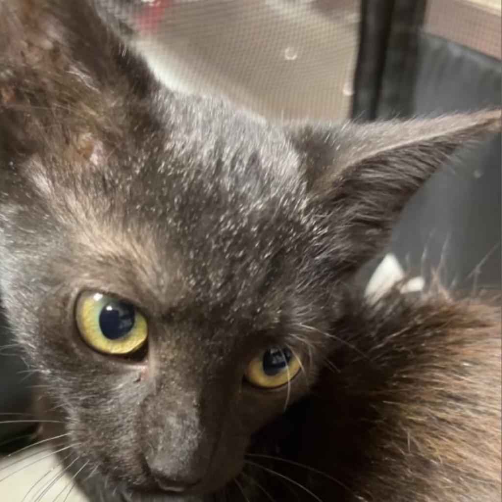 Witty - 081507S, an adoptable Domestic Short Hair in Tupelo, MS, 38801 | Photo Image 1