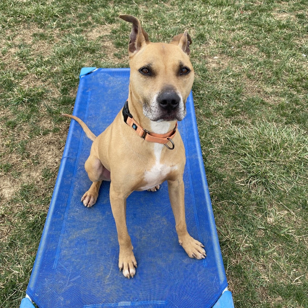 Bowie