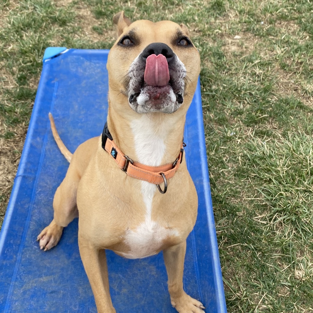 Bowie