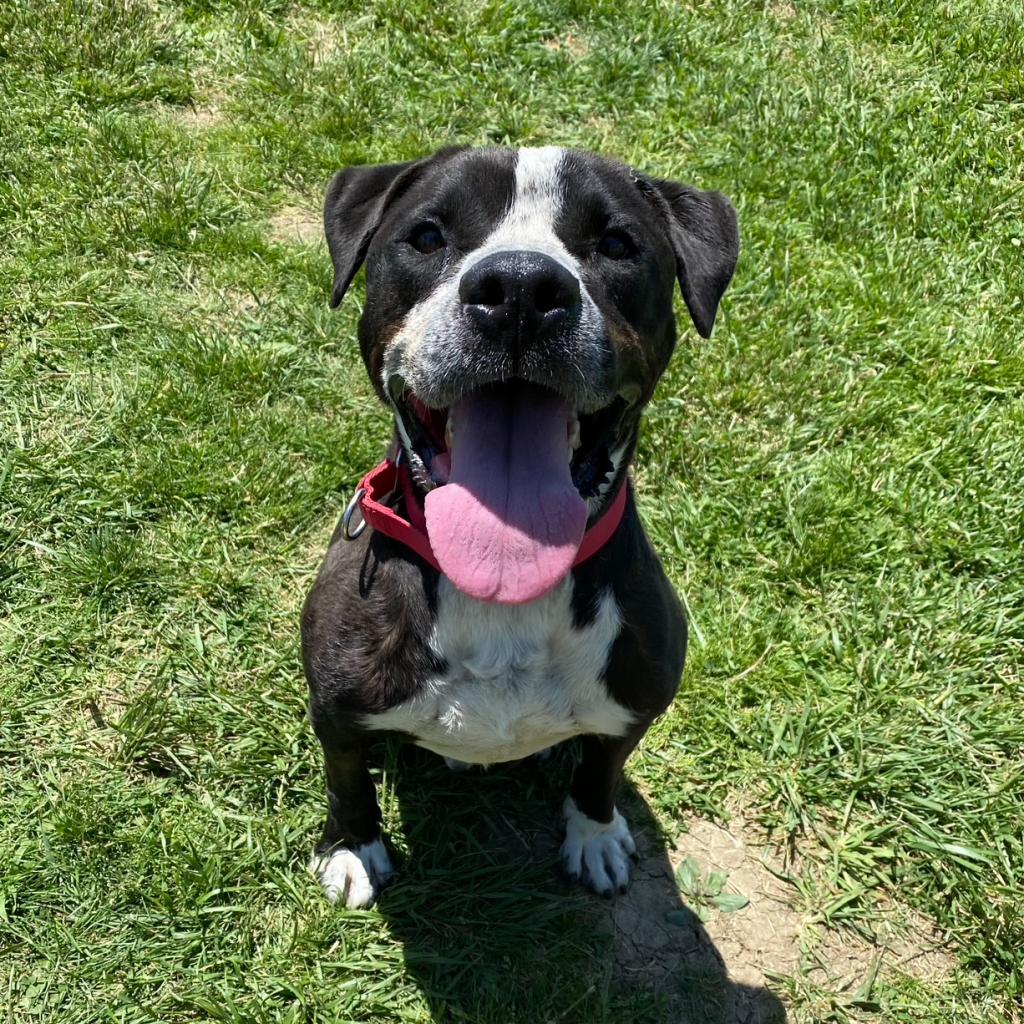 Dex